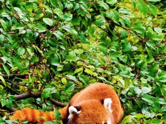 馋鬼！瓦屋山野樱桃成熟，野生小熊猫在线吃播