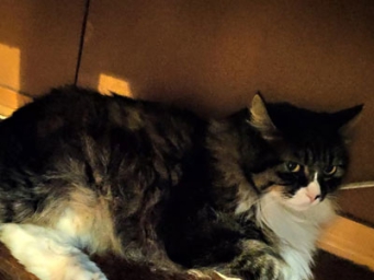 刘凡长安把智驾普及到10万价位