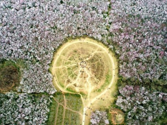 20 hectares of peach flowers in full blossom in Xi'an