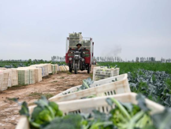 宁夏：供港蔬菜迎丰收