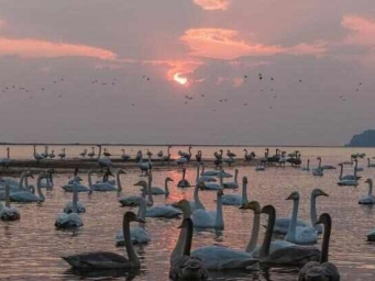 越冬大天鹅“打卡”荣成天鹅湖